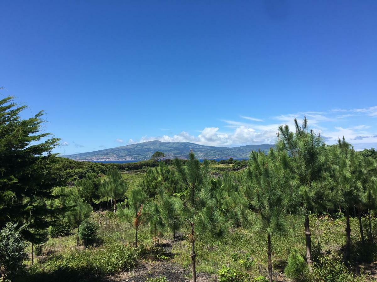 Home Pico - Casa Dos Cedros Criacao Velha Buitenkant foto